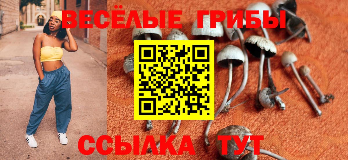Псилоцибиновые грибы Psilocybe  Вход с VPN  Минусинск 